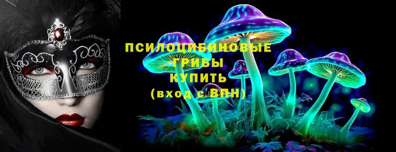 Псилоцибиновые грибы Psilocybine cubensis  Киселёвск 